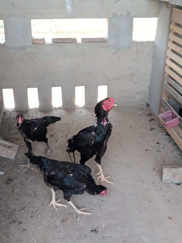 Shamoo Egg and Chicks for sale 1