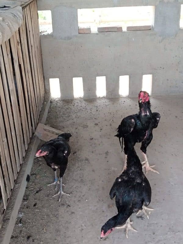 Shamoo Egg and Chicks for sale 2