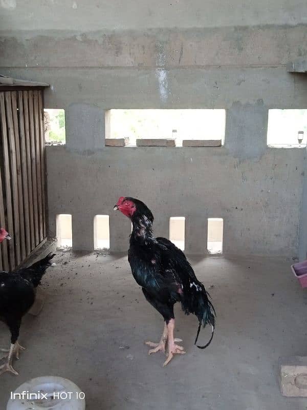 Shamoo Egg and Chicks for sale 3
