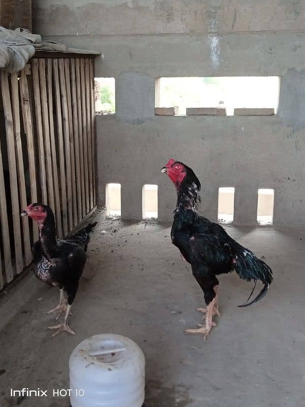 Shamoo Egg and Chicks for sale 4