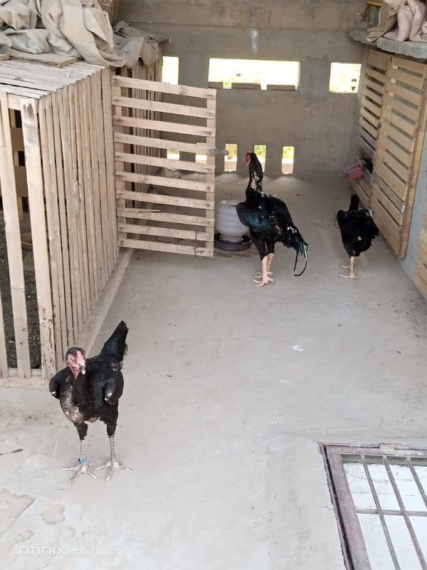 Shamoo Egg and Chicks for sale 5