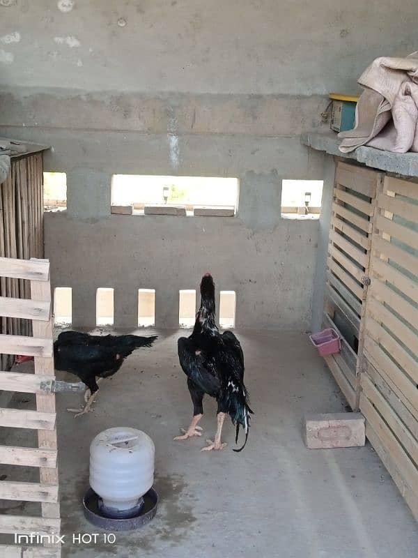 Shamoo Egg and Chicks for sale 6