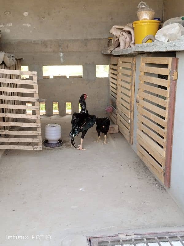 Shamoo Egg and Chicks for sale 7