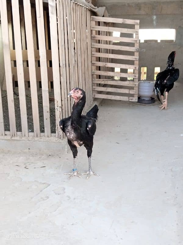 Shamoo Egg and Chicks for sale 8