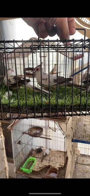 Albino creamino decino palefallow java dove cage 5