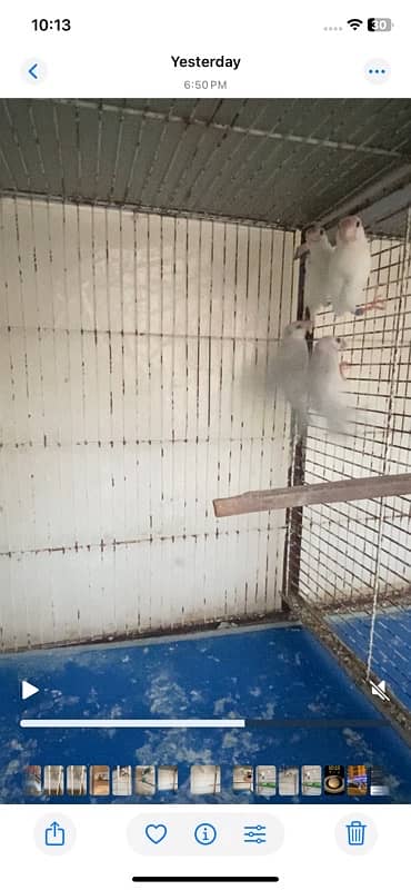 Albino creamino decino palefallow java dove cage 7