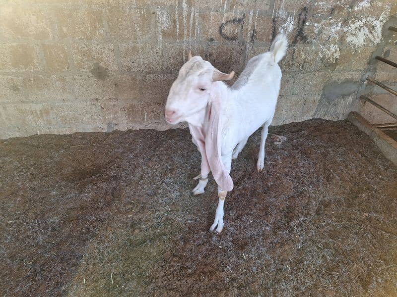 Gulabi goat 2