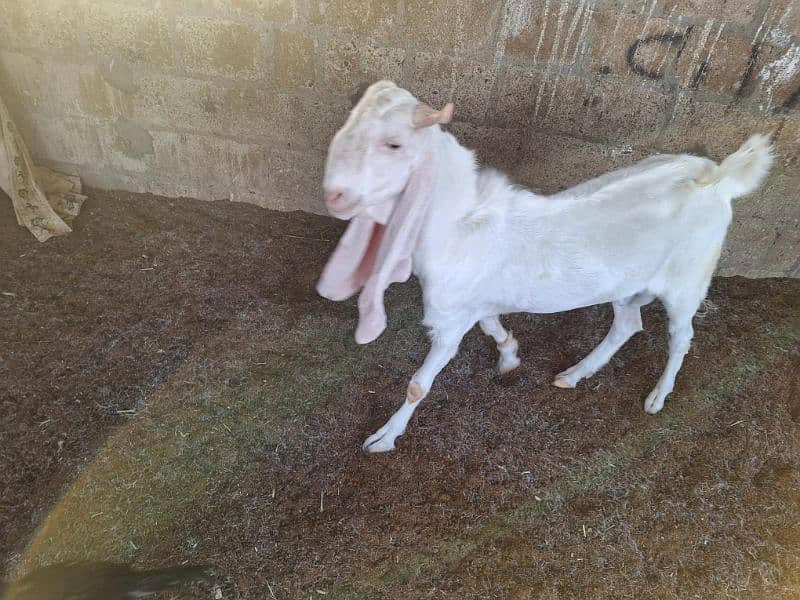Gulabi goat 3