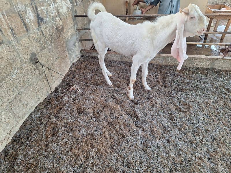 Gulabi goat 4