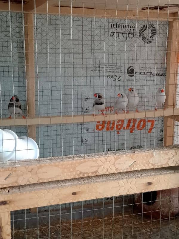 Finches 0