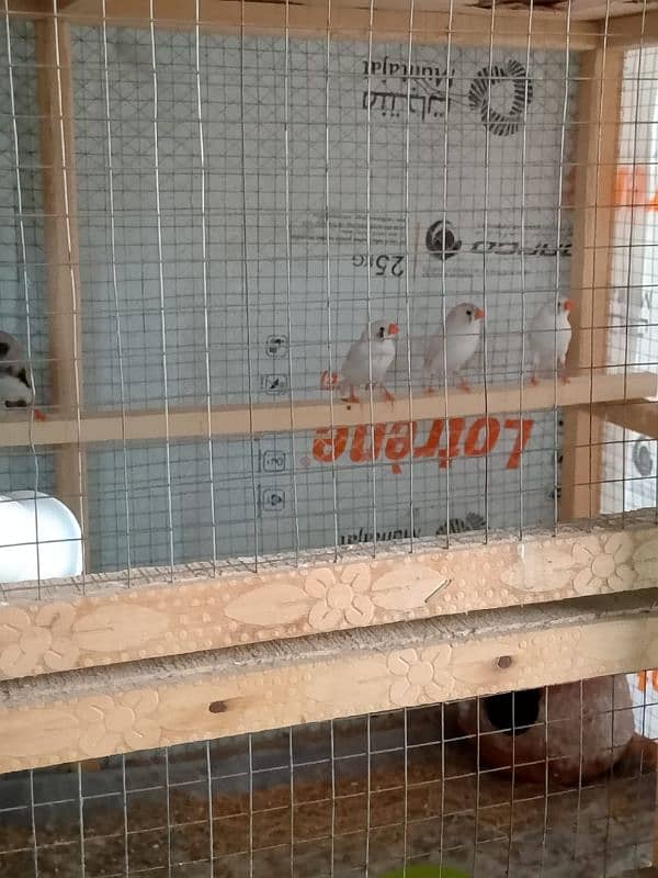 Finches 1
