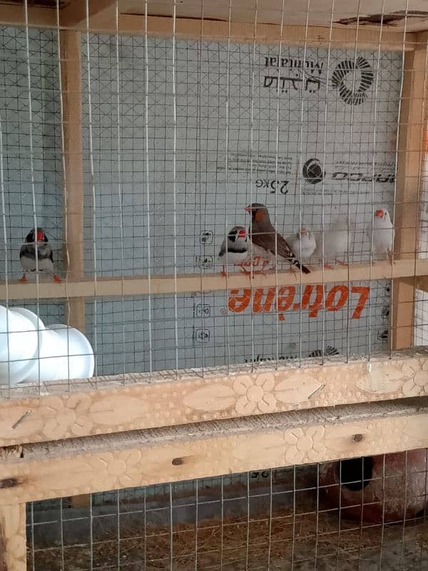 Finches 3
