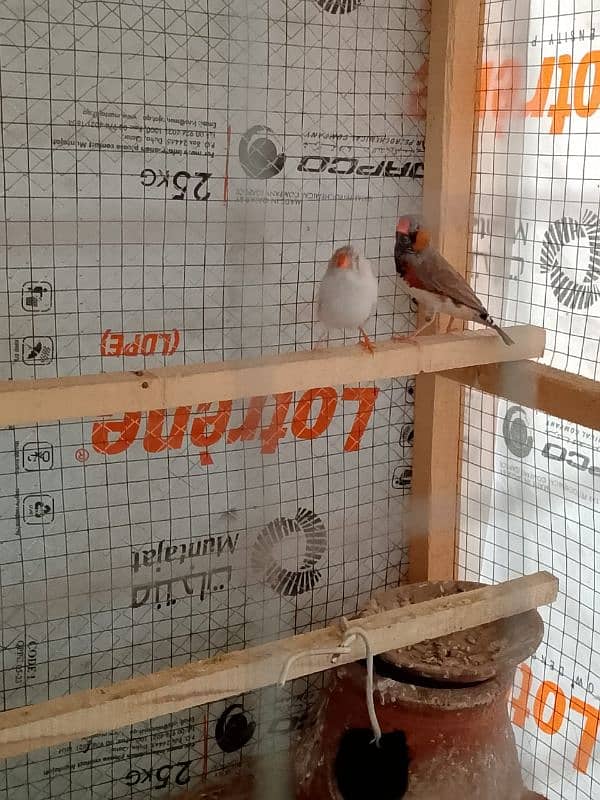 Finches 4