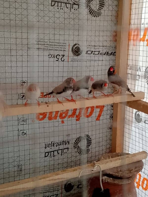 Finches 6
