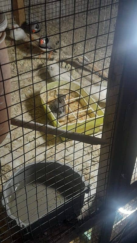 Finches 8