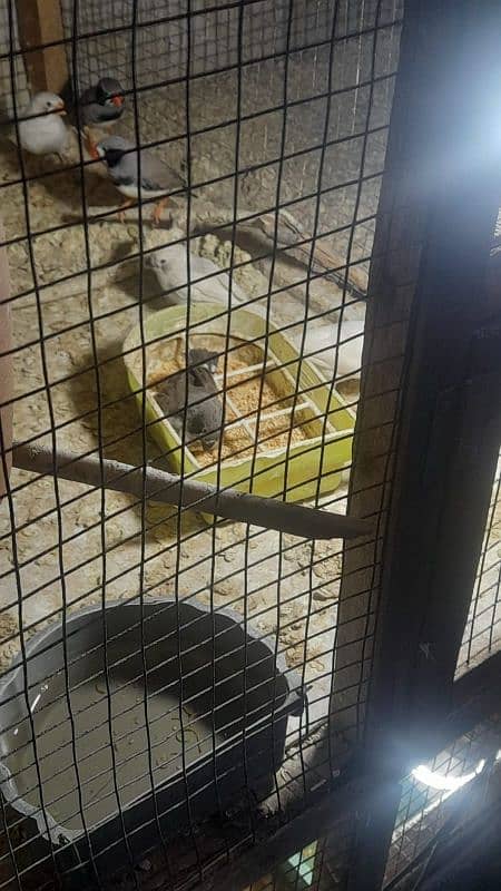 Finches 9