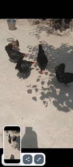 hens sales