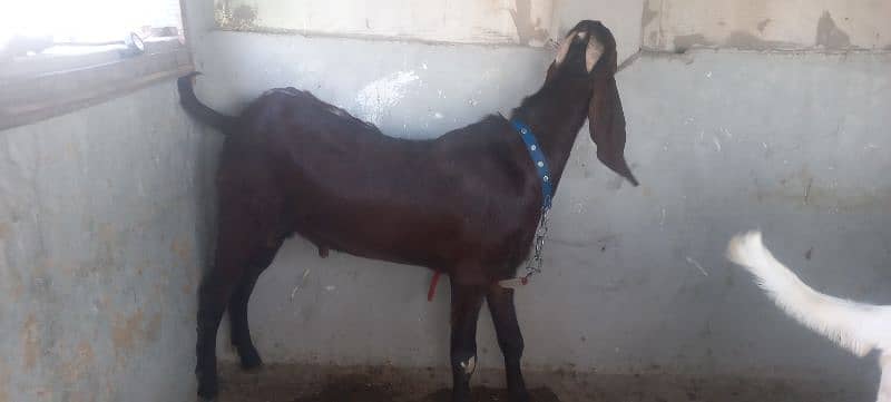 2 Dant Qurbani Bakry pure Khasi beetal, Rajanpuri 0