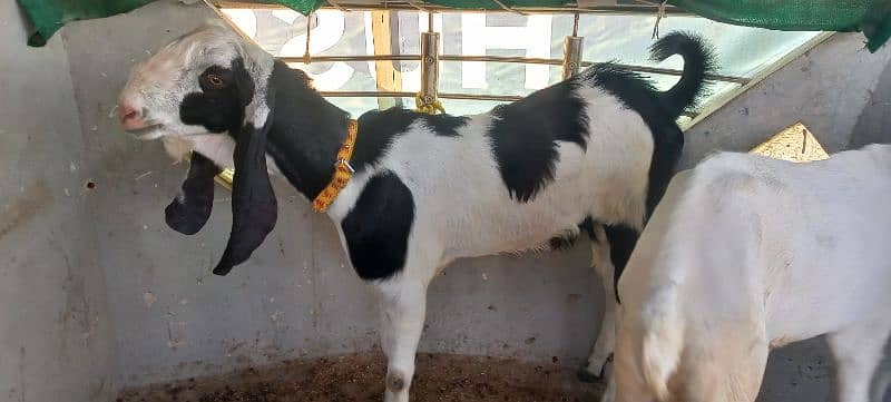 2 Dant Qurbani Bakry pure Khasi beetal, Rajanpuri 2