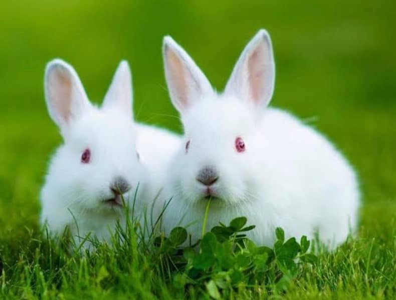white rabbit red and blue eyes 0