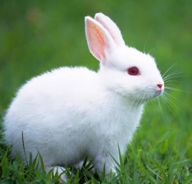 white rabbit red and blue eyes 1