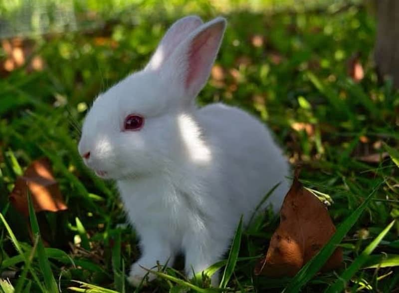 white rabbit red and blue eyes 2