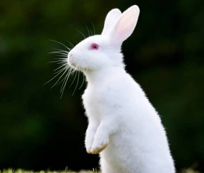 white rabbit red and blue eyes 3