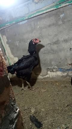 aseel hy abi egg dy rhi hy activ hy bilkul ok hy shat mand hy