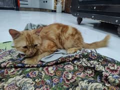cat