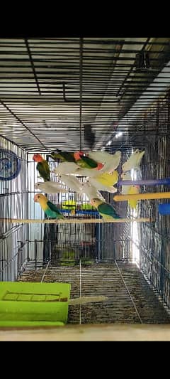 Lovebirds for sale