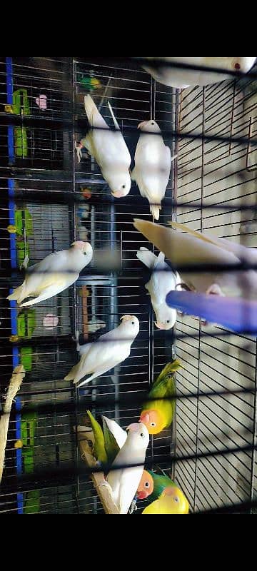 Lovebirds for sale 1