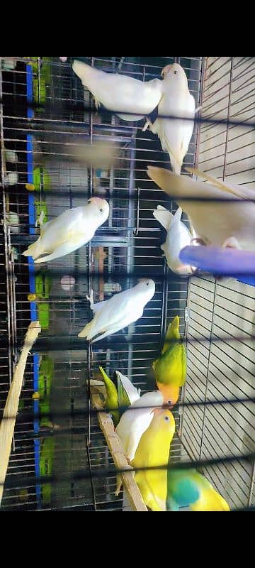 Lovebirds for sale 2