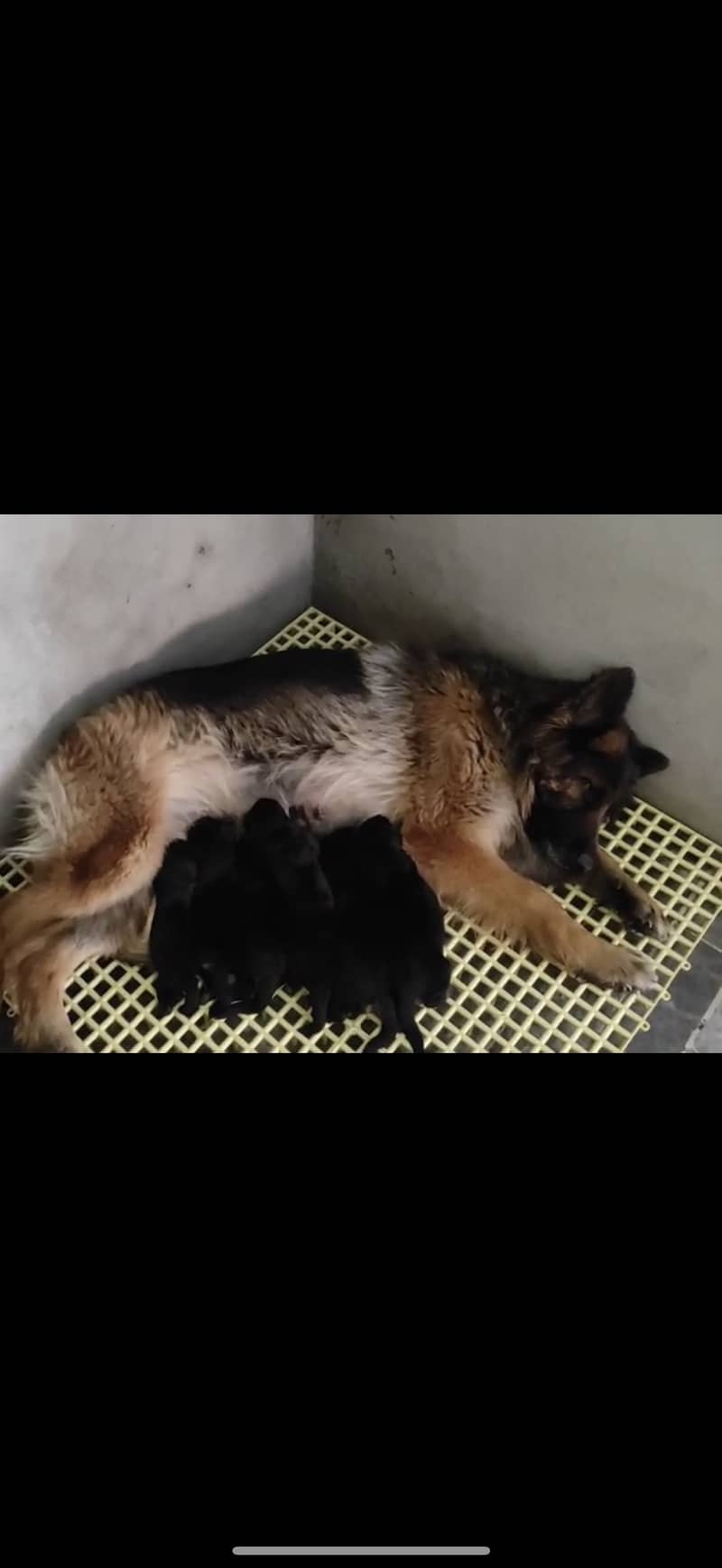 Pink padgree long coat female confirm breeder 0