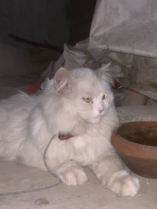 persian male cat 1