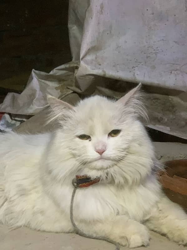 persian male cat 2