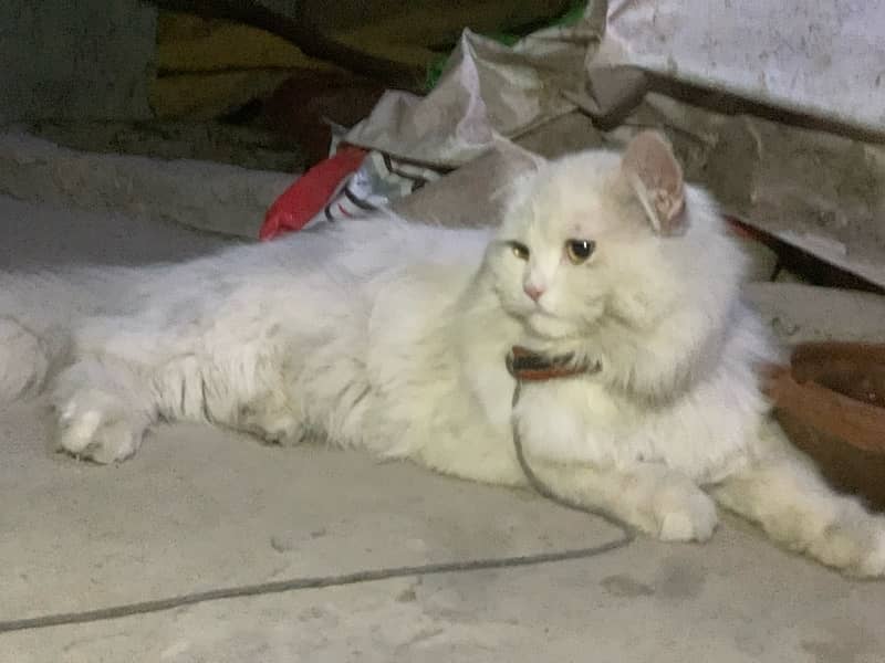 persian male cat 3