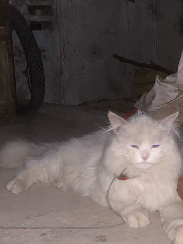 persian male cat 4