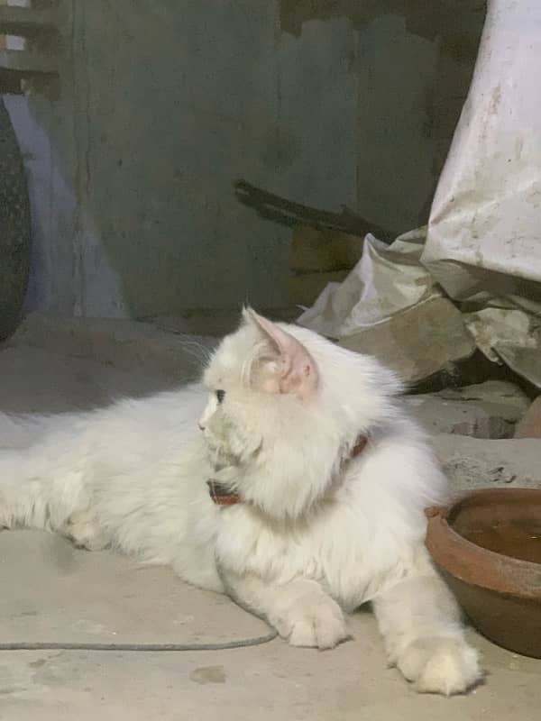 persian male cat 5