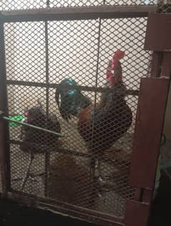 I m selling may 3 aseel murga 2 aseel murga with 3 chicks