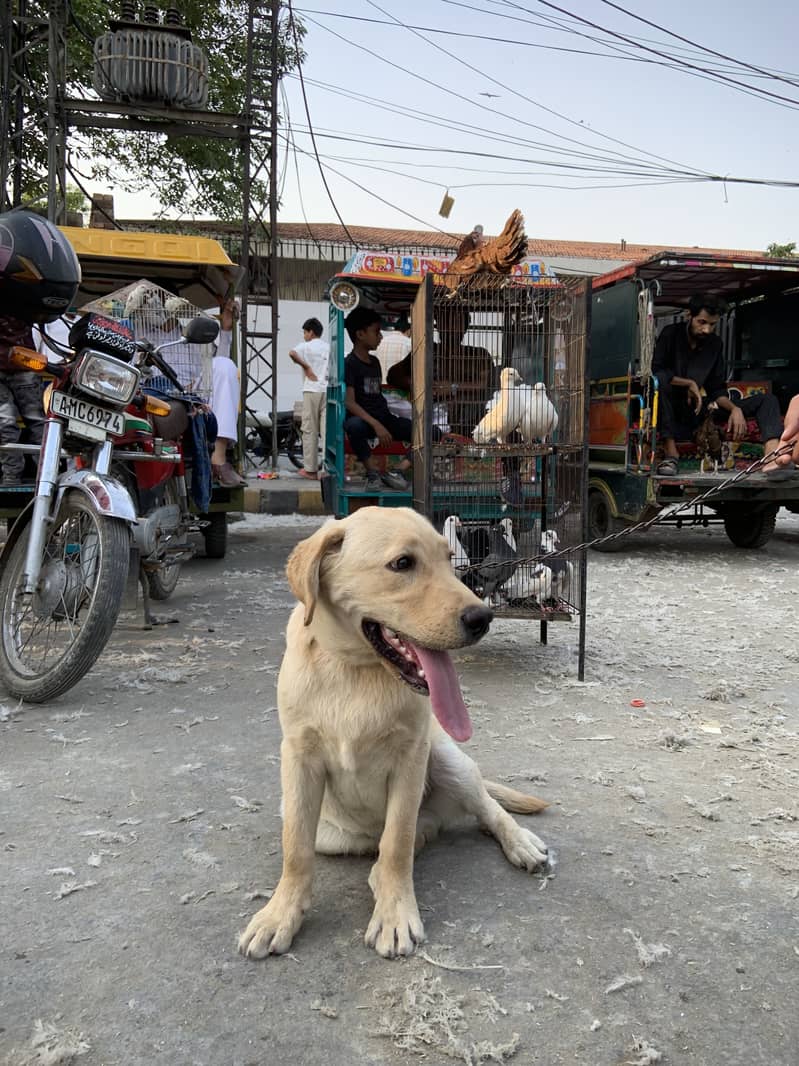 Labara dog 4 mounth age active 0