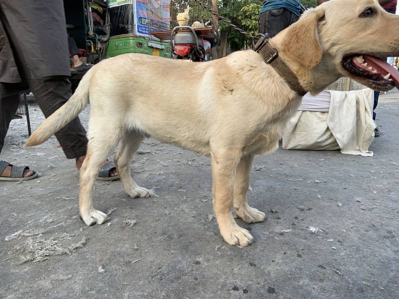 Labara dog 4 mounth age active 1
