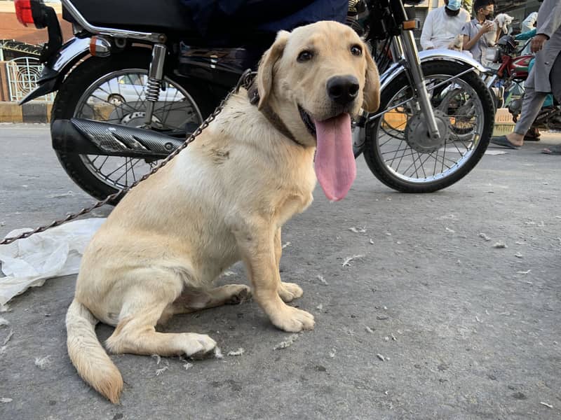 Labara dog 4 mounth age active 2