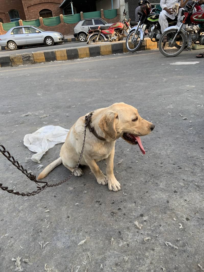 Labara dog 4 mounth age active 3