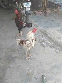aseel