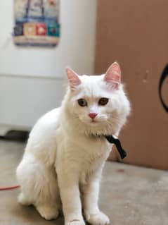 Odd eyes Persian+Turkish angora crossbreed Male