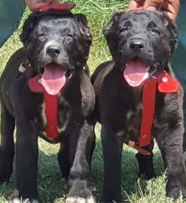 King Alabai Pair | Alabai Puppies | Alabai security Dog For Sale 0