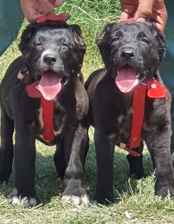 King Alabai Pair | Alabai Puppies | Alabai security Dog For Sale 1