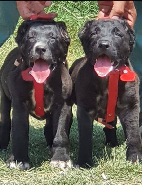 King Alabai Pair | Alabai Puppies | Alabai security Dog For Sale 2