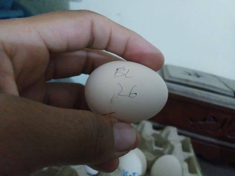 hens with chick's 1