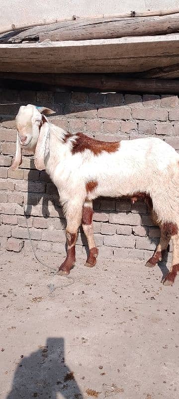 قربانی 2025  بریڈر  بکرا 1